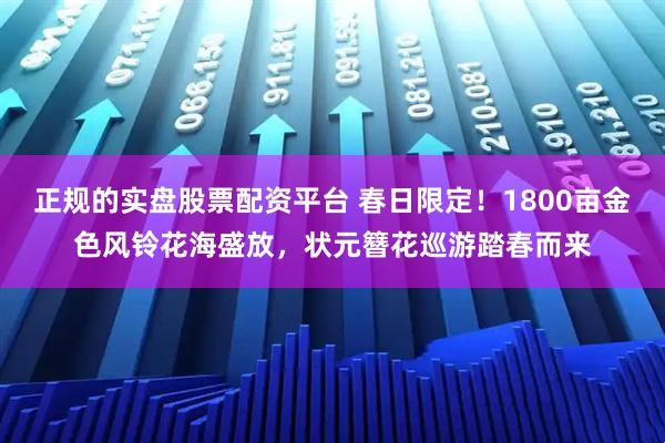 正规的实盘股票配资平台 春日限定！1800亩金色风铃花海盛放，状元簪花巡游踏春而来
